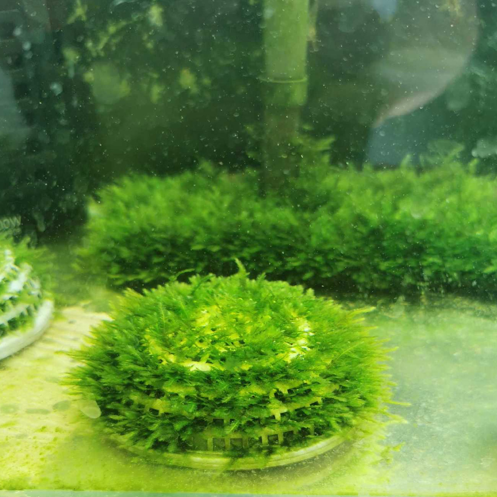 Aquarium Fish Jar - 2pcs Moss Breeding Boxes Aquatic Plant