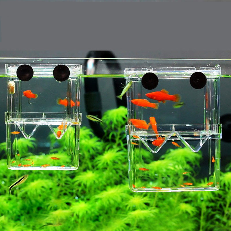 Aquarium Fish Jar - Peacock Fish Breeding Isolation Box Fish