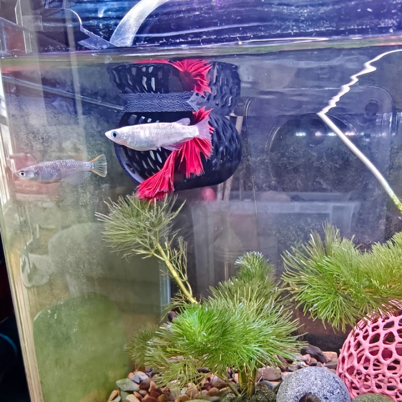 Floating Betta Hammock Tunnel, – Aquarium Fish Hide recenzja i cena