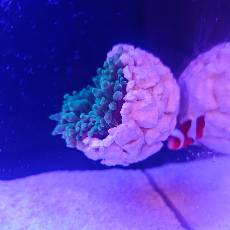 New DIY Handmade Floating Magn – Aquarium Fish Escape recenzja i cena