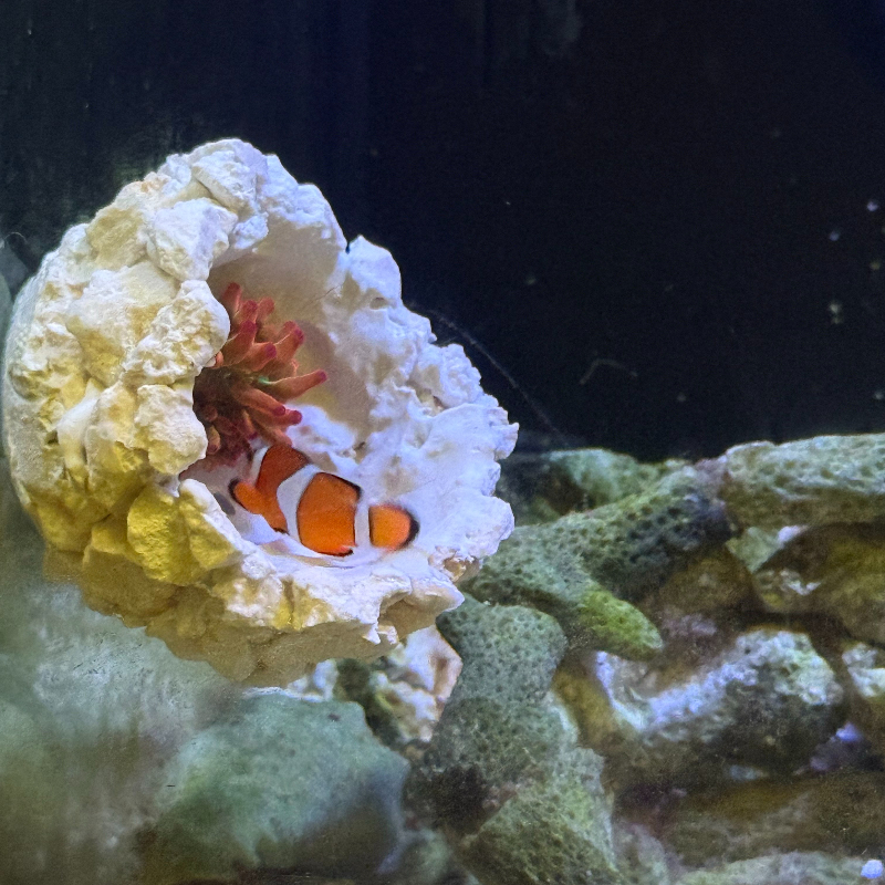New DIY Handmade Floating Magn – Aquarium Fish Escape recenzja i cena