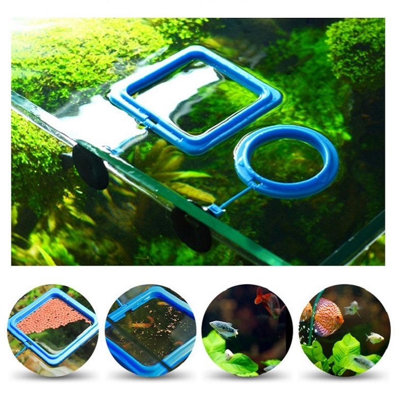 Fish Feeding Ring Feeder Fishi – Tetra Fish In Aquarium recenzja i cena