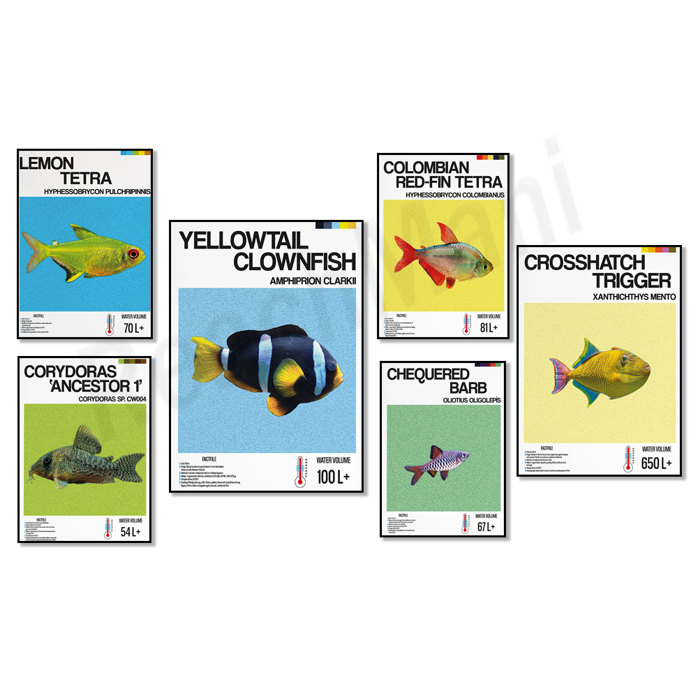 Aquarium, yellow tail clownfis – Tetra Fish In Aquarium recenzja i cena