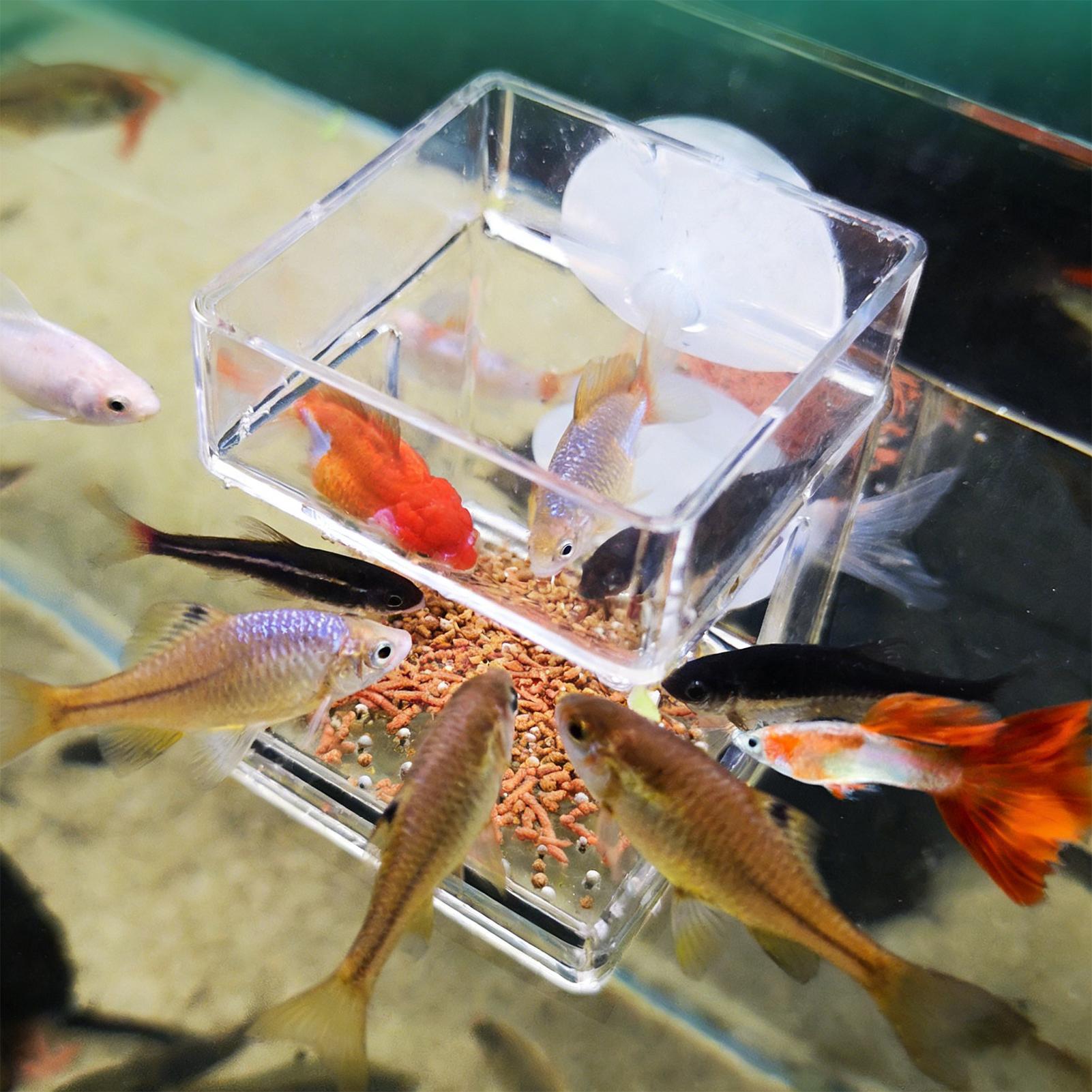 Aquarium Feeder Suction Cup Aq – Tetra Fish In Aquarium recenzja i cena