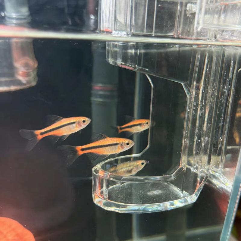*1Pcs Transparent Acrylic Wall – Aquarium Fish Feeder Automatic recenzja i cena
