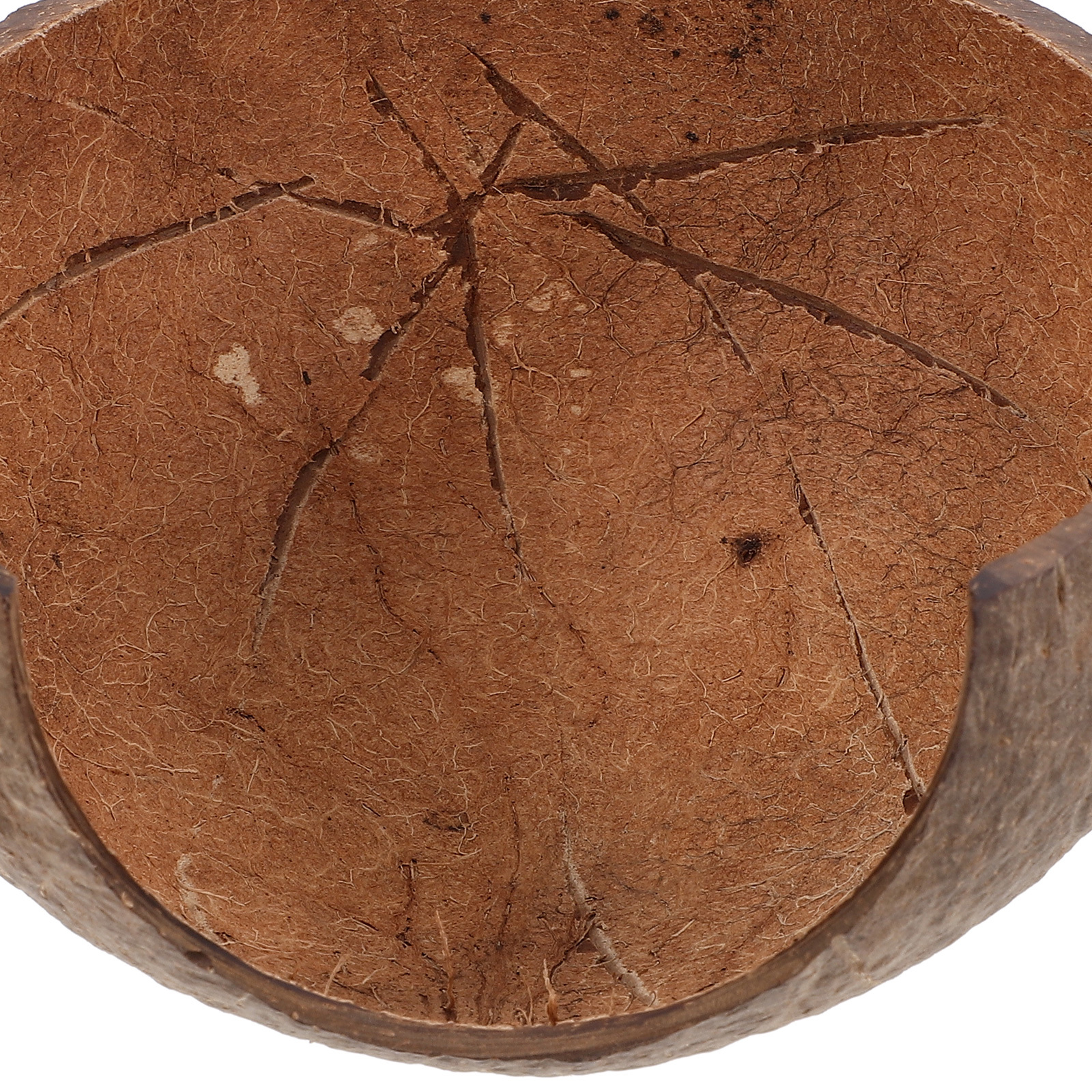 Coconut Shell Hideout Reptile  – Aquarium Fish Hide recenzja i cena