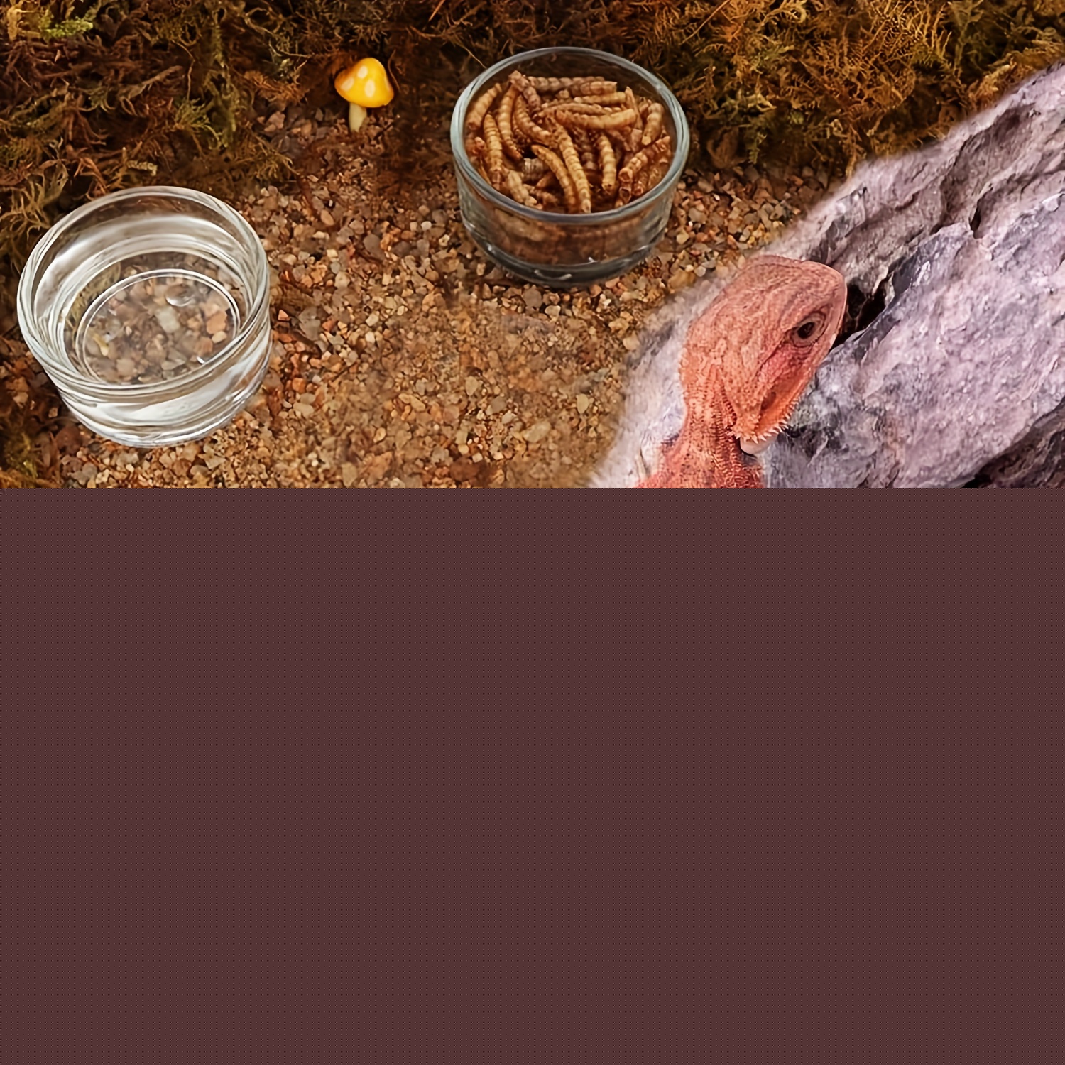 Glass Aquarium Mini Size Shrim – Aquarium Fish Jar recenzja i cena
