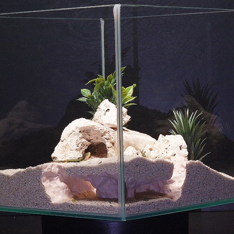 3DPrinted Fish Tank Tunnel She – Aquarium Fish Hide recenzja i cena