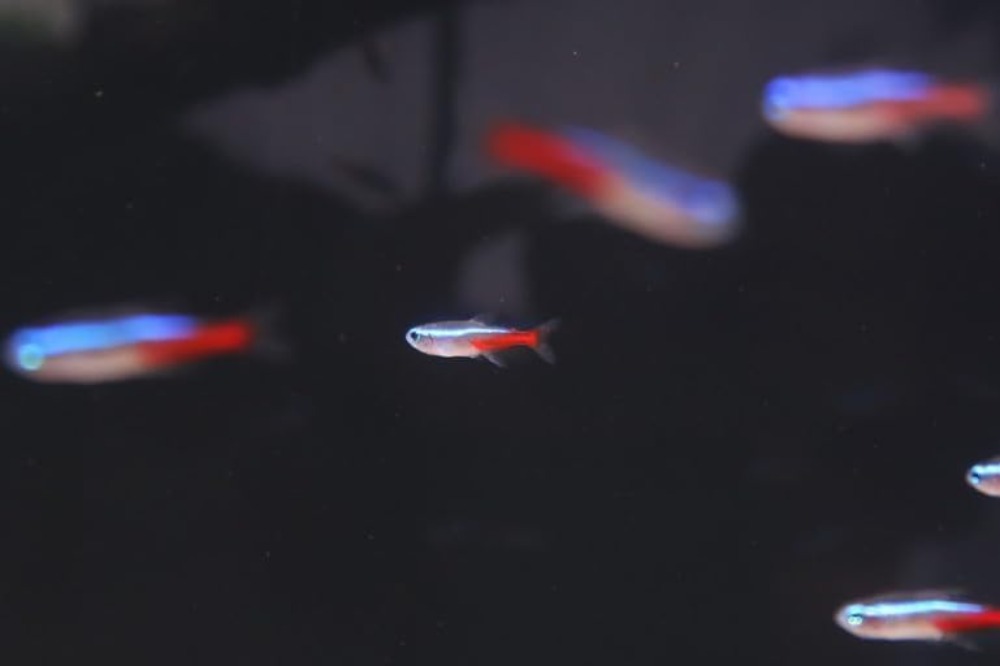 Neon Tetra (Paracheirodon inne – Tetra Fish In Aquarium recenzja i cena