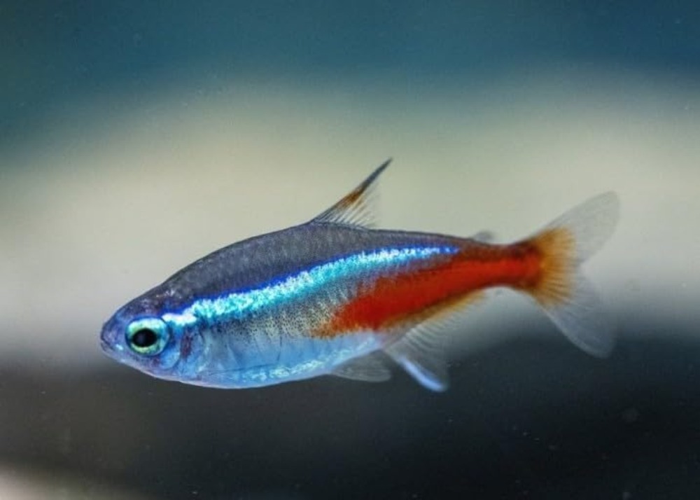 Neon Tetra (Paracheirodon inne – Tetra Fish In Aquarium recenzja i cena